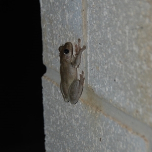 Litoria peronii at Bango, NSW - 7 Dec 2017 09:36 PM