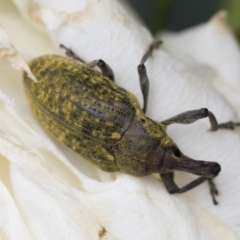 Larinus latus (Onopordum seed weevil) at Illilanga & Baroona - 24 Nov 2018 by Illilanga