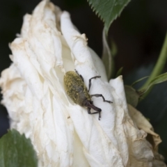 Larinus latus at Michelago, NSW - 24 Nov 2018