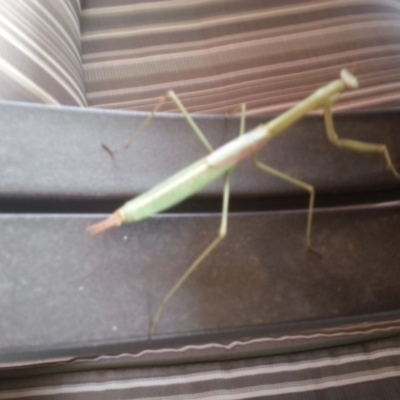 Mantodea (order) (Unidentified praying mantis) at Bango, NSW - 28 Jan 2016 by Renzy357