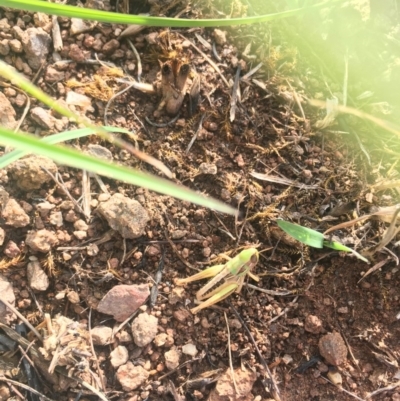 Praxibulus sp. (genus) (A grasshopper) at Latham, ACT - 29 Nov 2018 by smimaree