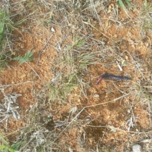 Scolopendra laeta at Fyshwick, ACT - 28 Jan 2016 09:59 AM