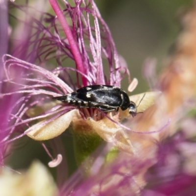 Mordella limbata (A pintail beetle) at Michelago, NSW - 10 Nov 2018 by Illilanga