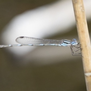 Austrolestes leda at Michelago, NSW - 13 Oct 2018