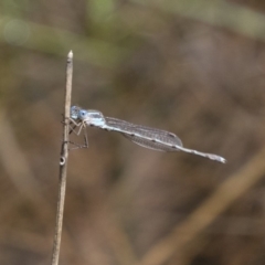 Austrolestes leda at Michelago, NSW - 13 Oct 2018