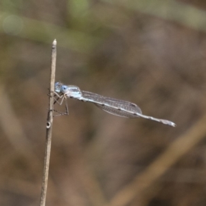 Austrolestes leda at Michelago, NSW - 13 Oct 2018 01:23 PM