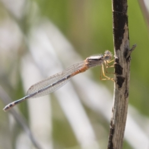 Xanthagrion erythroneurum at Michelago, NSW - 25 Nov 2018