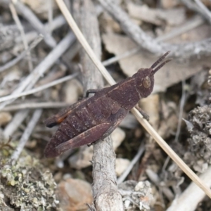 Goniaea opomaloides at Michelago, NSW - 13 Oct 2018