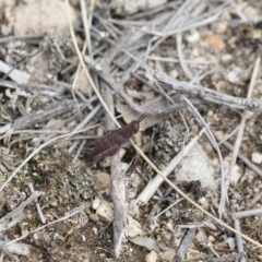 Goniaea opomaloides at Michelago, NSW - 13 Oct 2018