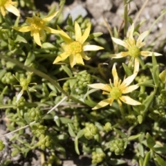 Ranunculus diminutus at Illilanga & Baroona - 24 Nov 2018 by Illilanga