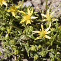 Ranunculus diminutus at Michelago, NSW - 24 Nov 2018 by Illilanga