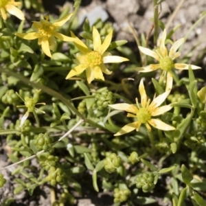 Ranunculus diminutus at Michelago, NSW - 25 Nov 2018