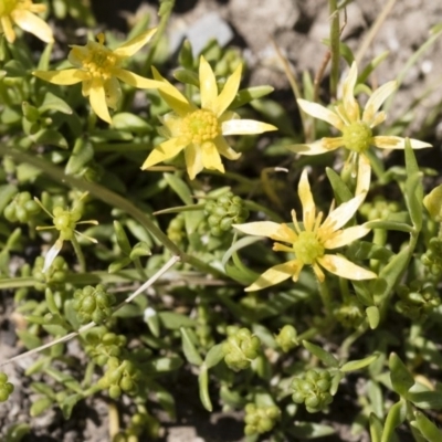 Ranunculus diminutus at Michelago, NSW - 24 Nov 2018 by Illilanga