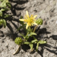 Ranunculus diminutus at Michelago, NSW - 25 Nov 2018