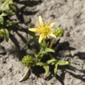 Ranunculus diminutus at Michelago, NSW - 25 Nov 2018 09:19 AM