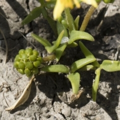 Ranunculus diminutus at Michelago, NSW - 25 Nov 2018 09:19 AM