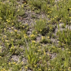 Ranunculus diminutus at Michelago, NSW - 25 Nov 2018