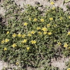 Ranunculus diminutus at Michelago, NSW - 25 Nov 2018 09:19 AM