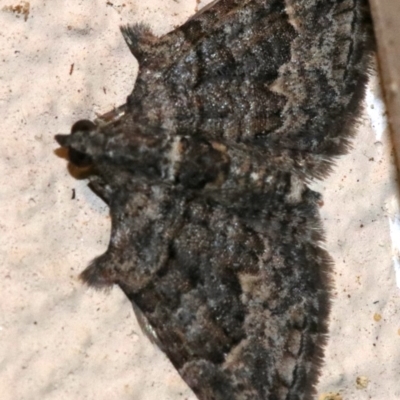 Phrissogonus laticostata (Apple looper moth) at Ainslie, ACT - 29 Nov 2018 by jb2602