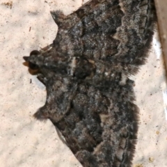 Phrissogonus laticostata (Apple looper moth) at Ainslie, ACT - 29 Nov 2018 by jbromilow50