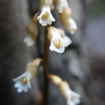 Gastrodia sesamoides (Cinnamon Bells) at Acton, ACT - 30 Nov 2018 by ClubFED