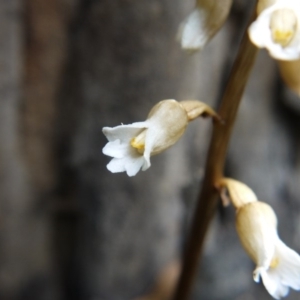 Gastrodia sesamoides at Acton, ACT - suppressed