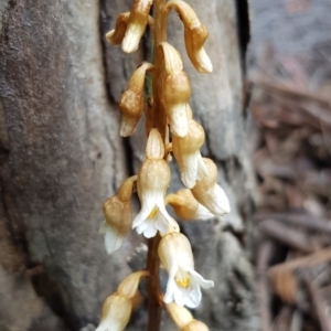 Gastrodia sesamoides at Acton, ACT - suppressed