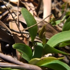 Chiloglottis valida (Large Bird Orchid) at Acton, ACT - 30 Nov 2018 by ClubFED