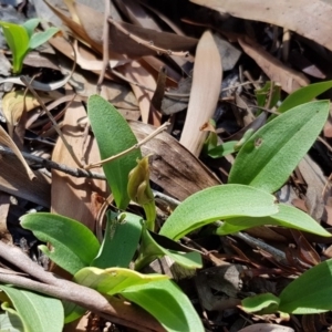 Chiloglottis valida at Acton, ACT - 30 Nov 2018