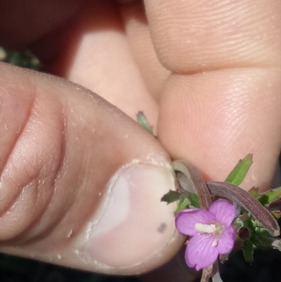 Epilobium sp. (A Willow Herb) at Bywong, NSW - 30 Nov 2018 by MPennay