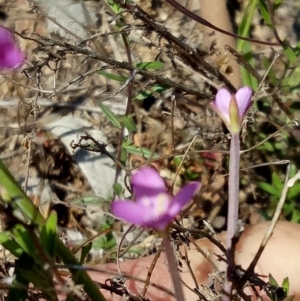 Epilobium sp. at Bywong, NSW - 30 Nov 2018 02:56 PM