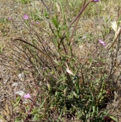 Epilobium sp. at Bywong, NSW - 30 Nov 2018 02:56 PM