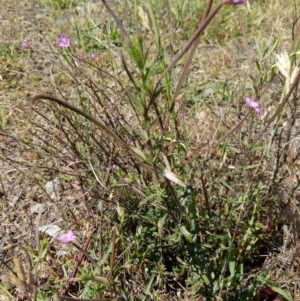 Epilobium sp. at Bywong, NSW - 30 Nov 2018 02:56 PM