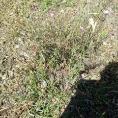 Epilobium sp. at Bywong, NSW - 30 Nov 2018 02:56 PM