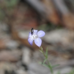 Wahlenbergia sp. (Bluebell) at Gundaroo, NSW - 30 Nov 2018 by MPennay