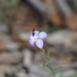 Wahlenbergia sp. at Gundaroo, NSW - 30 Nov 2018