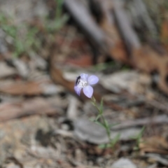 Wahlenbergia sp. at Gundaroo, NSW - 30 Nov 2018 01:21 PM