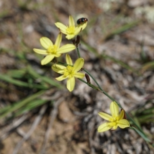 Tricoryne elatior at Gundaroo, NSW - 30 Nov 2018