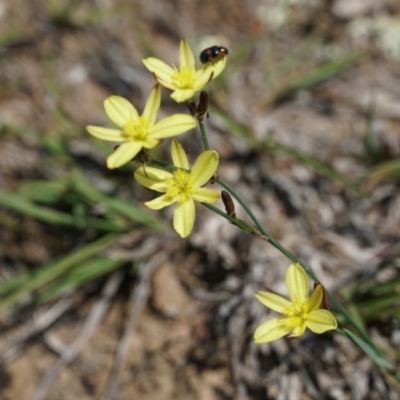 Tricoryne elatior (Yellow Rush Lily) at Gundaroo, NSW - 30 Nov 2018 by MPennay