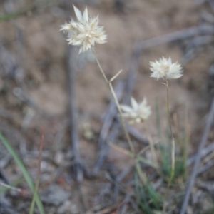 Rytidosperma carphoides at Lake George, NSW - 30 Nov 2018 01:50 PM