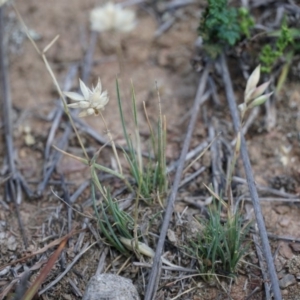 Rytidosperma carphoides at Lake George, NSW - 30 Nov 2018 01:50 PM