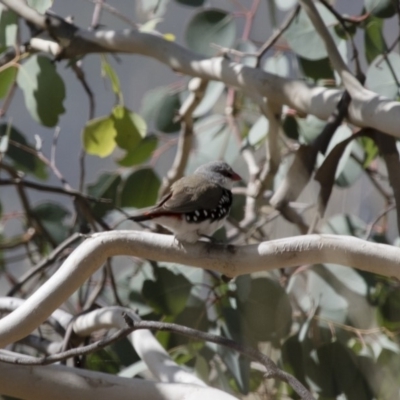 Stagonopleura guttata (Diamond Firetail) at Illilanga & Baroona - 12 Apr 2015 by Illilanga