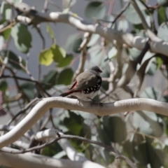 Stagonopleura guttata at Michelago, NSW - 12 Apr 2015