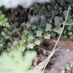 Asplenium flabellifolium (Necklace Fern) at Michelago, NSW - 13 Oct 2018 by Illilanga