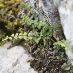 Asplenium flabellifolium at Illilanga & Baroona - 13 Oct 2018