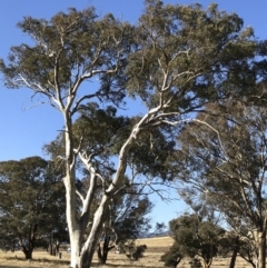 Eucalyptus melliodora (Yellow Box) at Michelago, NSW - 16 Aug 2018 by Illilanga