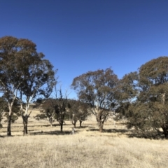 Eucalyptus melliodora at Illilanga & Baroona - 16 Aug 2018
