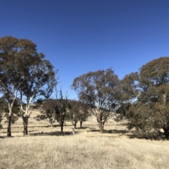 Eucalyptus melliodora at Illilanga & Baroona - 16 Aug 2018 01:09 PM