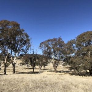 Eucalyptus melliodora at Michelago, NSW - 16 Aug 2018