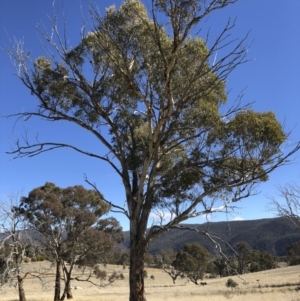 Eucalyptus melliodora at Illilanga & Baroona - 16 Aug 2018